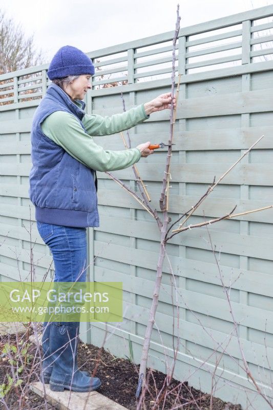 Woman cutting back the longer branches of the Fig - Ficus tree to make them all the same length and to encourage new growth