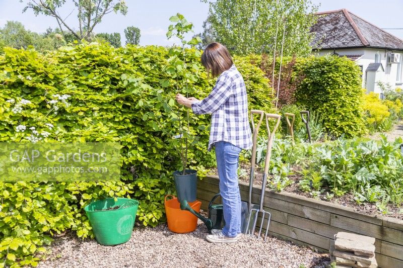 Woman placing Hazel 'Webs Prize Cob' in a trug of water to soak the roots
