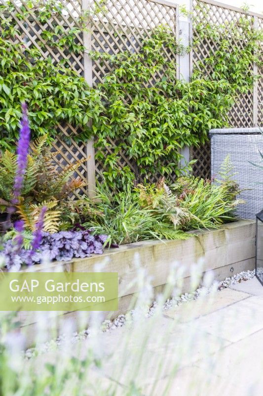 Raised bed planted with Dryopteris erythrosora - ferns, heuchera 'Huckleberry', Hakonechloa macra and uncinia rubra with Trachelospermum jasminoides - Star Jasmine climbing behind