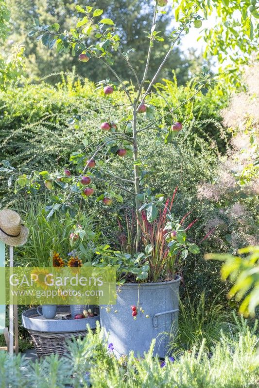 Apple 'Cobra' planted in metal bin with strawberries and Imperatas on stone patio next to small table and deck chair