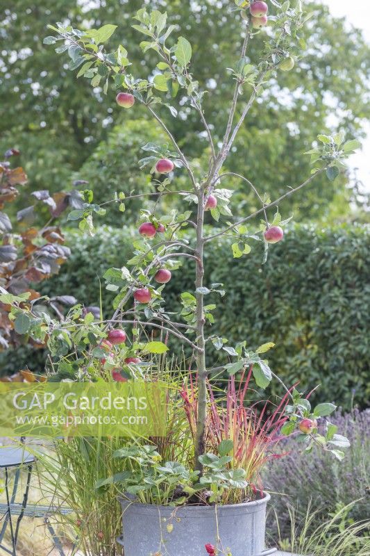 Apple 'Cobra' planted in metal bin with strawberries and Imperatas on patio