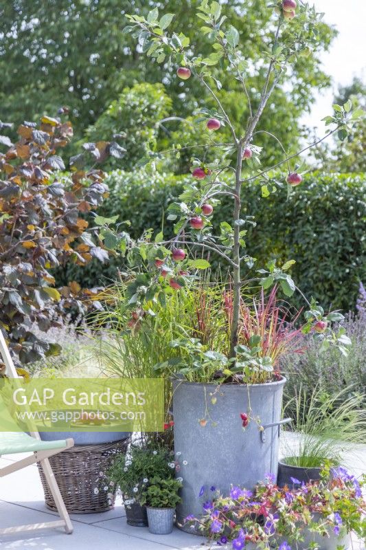 Apple 'Cobra' planted in metal bin with strawberries and Imperatas on patio next to small table and deck chair