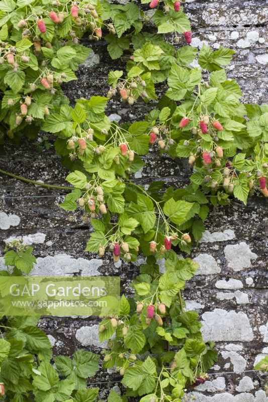 Rubus x loganobaccus in fruit and growing on stone wall. June. Summer