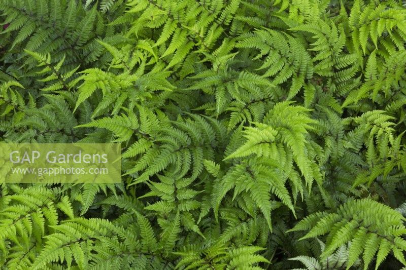 Athyrium niponicum - Japanese Painted Fern in summer.