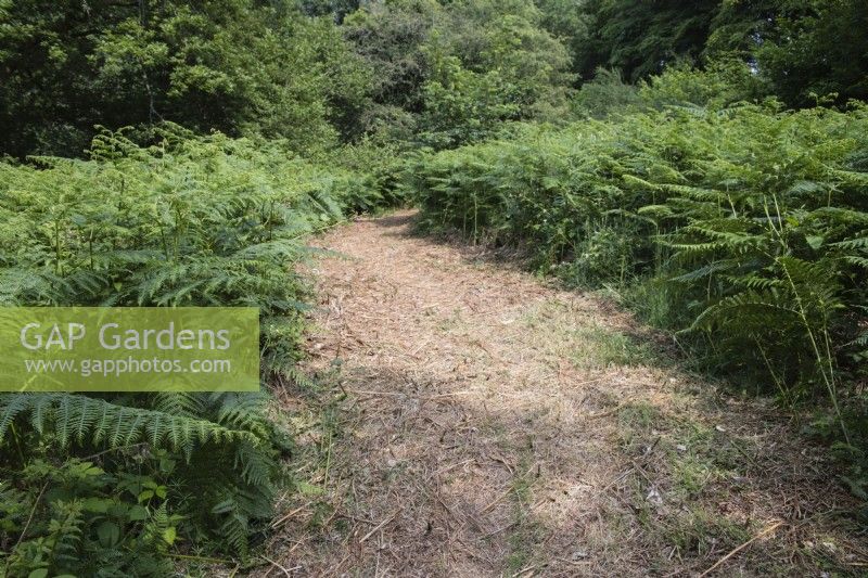 Wide woodland path cut into dense bracken. Pteridium. June. Summer. 