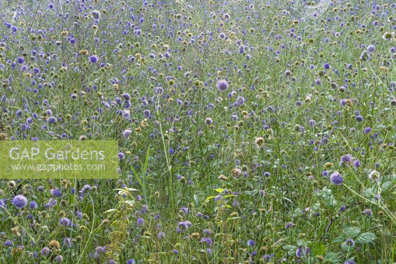 Succisa pratensis flowering in a wildflower meadow in late Summer - September