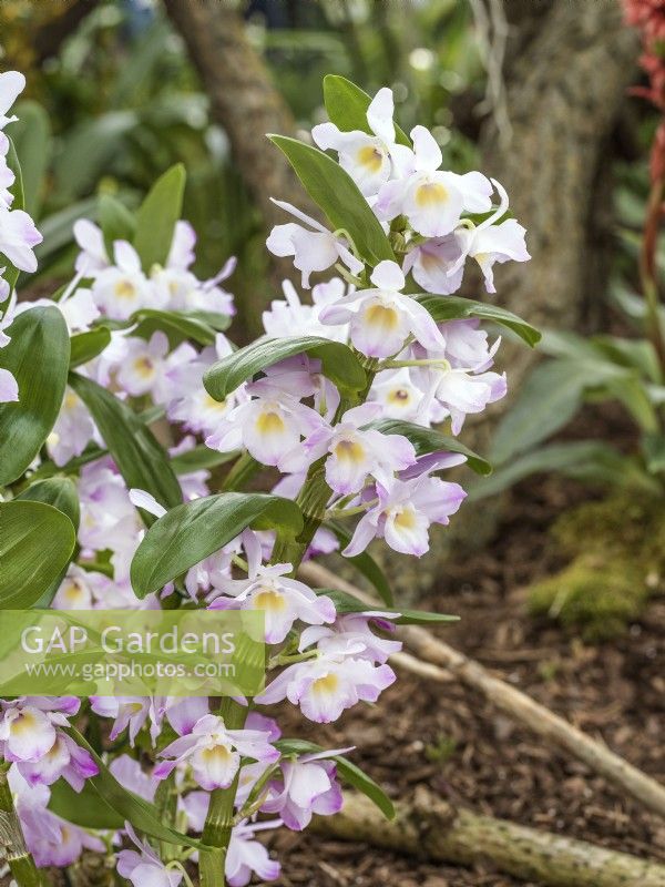 Dendrobium nobile Pink Pandora, spring March