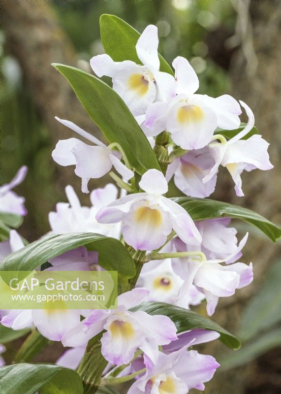 Dendrobium nobile Pink Pandora, spring March