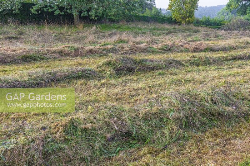 View of a meadow recently mown with cuttings left to dry and shed seeds in late Summer - September