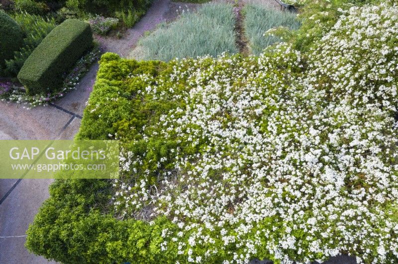 Large Rosa fillipes 'Kiftsgate' growing over outbuilding. Rambler. June. Summer. Image taken with drone.