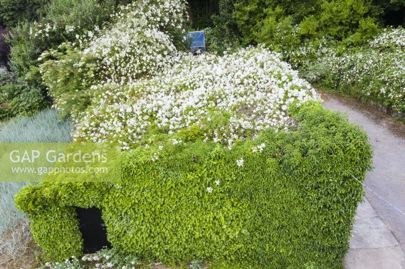 Large Rosa fillipes 'Kiftsgate' growing over ivy clad outbuilding. Rambler. June. Summer. Image taken with drone.