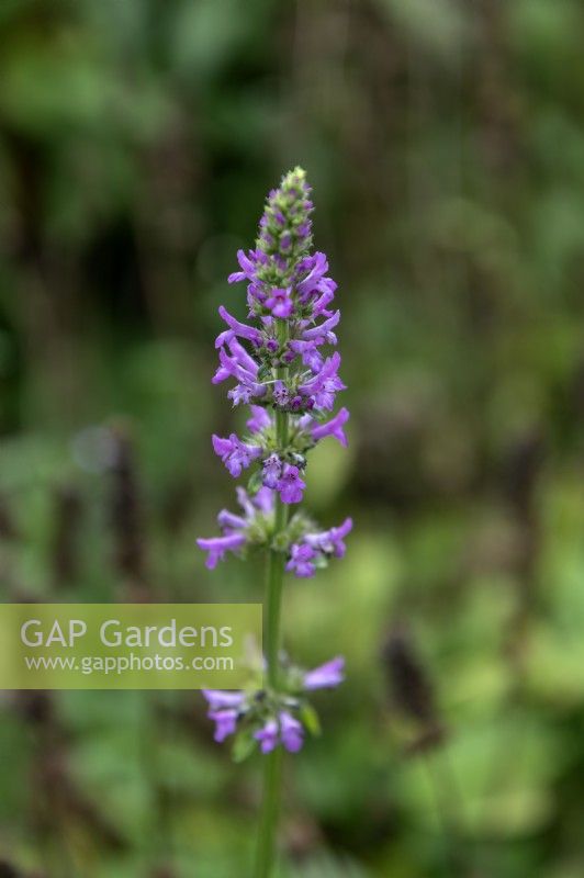 Stachys officinalis 'Hummelo' common hedgenettle