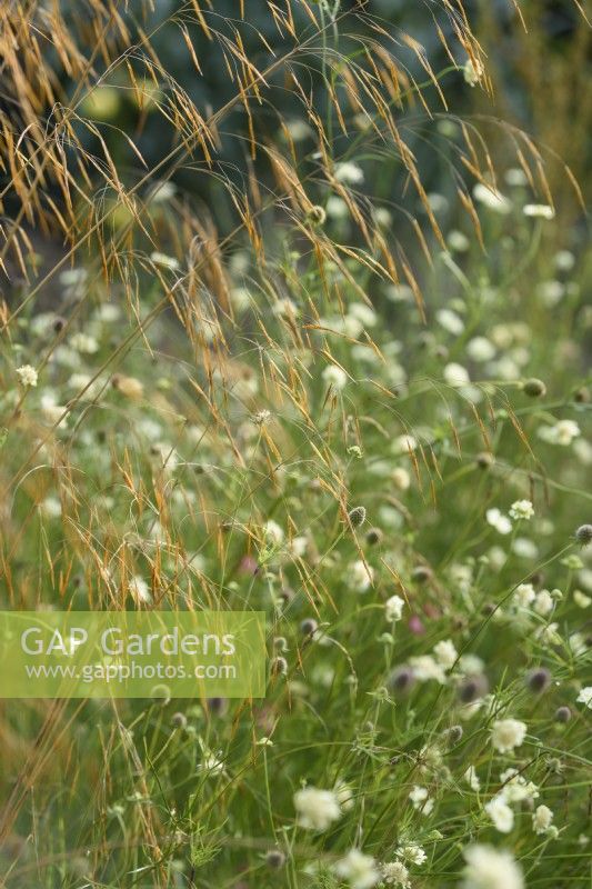 Golden awns of Stipa gigantea above Scabiosa ochroleuca in August