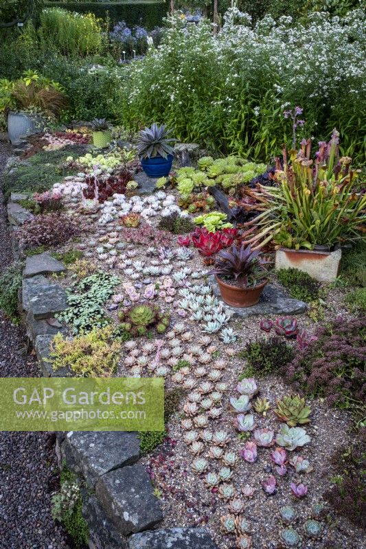 Mixed small succulents, Stonecrops, Sempervivum and Echeverias in rockery border