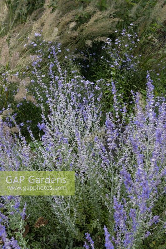 Perovskia atriplicifolia 'Little Spire' Russian sage