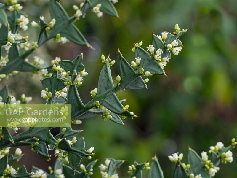 Colletia paradoxa  or Anchor plant September Autumn