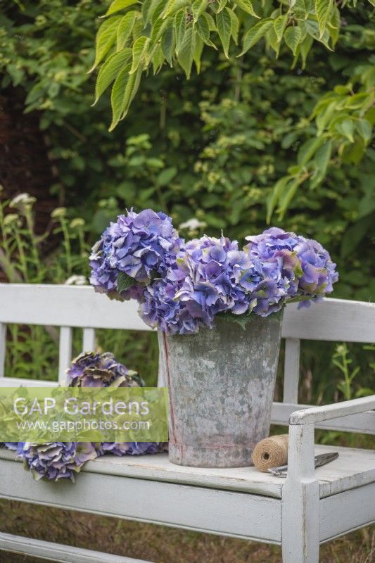 Blue purple Hydrangeas displayed in metal bucket on painted wooden bench with secateurs and string