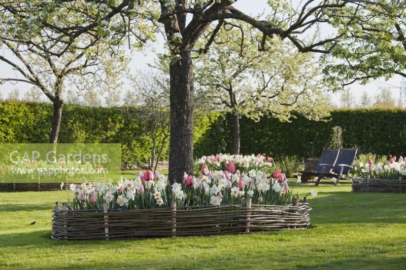 Pear tree with woven willow fencing used as edging for white Narcissus and Tulipa 'Pink Impression'. Armchairs in background.