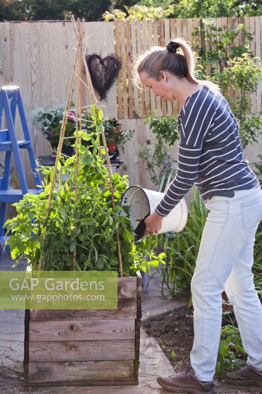 Woman adding compost to container with sweet peas - Lathyrus latifolius to improve growing condition.