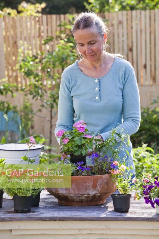 Woman planting bedding flowers in terracotta container - Calibrachoa, Lobelia, Euphorbia,, Vinca and Bacopa.