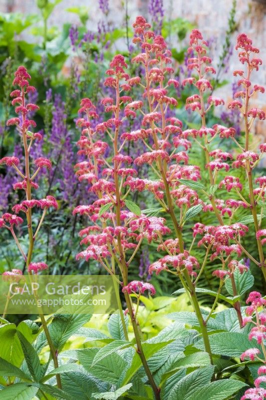 Rodgersia pinnata 'Cally Salmon'
