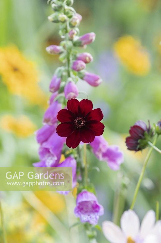 Cosmos atrosanguineus and Digitalis purpurea - Chocolate cosmos in front of a foxglove