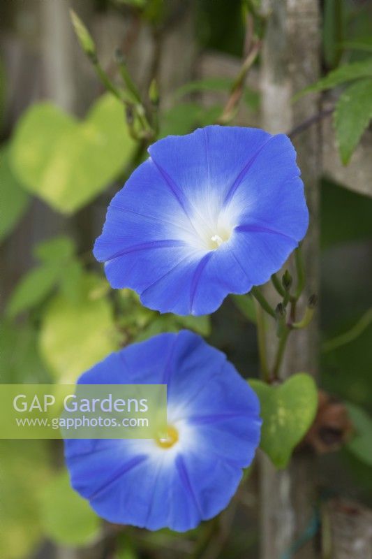 Ipomoea purpurea 'Heavenly Blue' - Morning glory