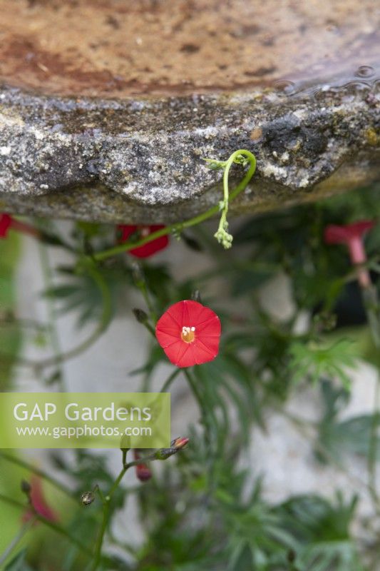 Ipomoea x sloteri - Cardinal Climber flowering around a birdbath