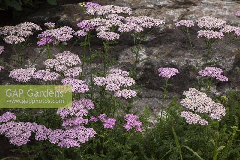 Achillea 'Forncett Candy' - Yarrow in summer.