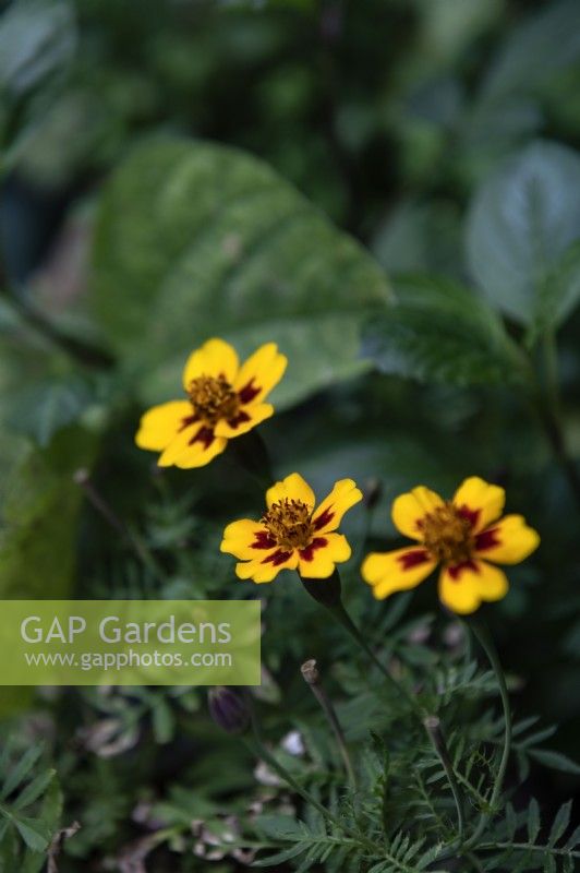 Tagetes patula 'Nana petite Marietta' marigold