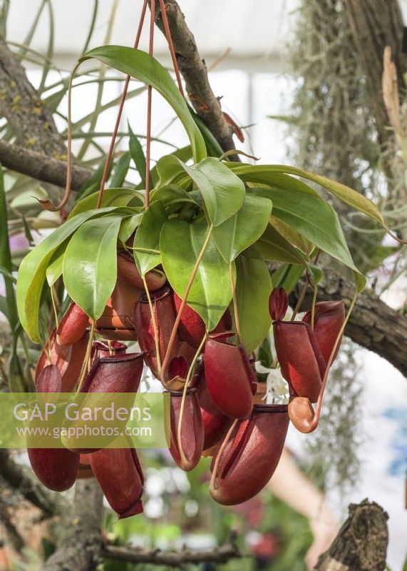 Nepenthes x coccinea, summer July