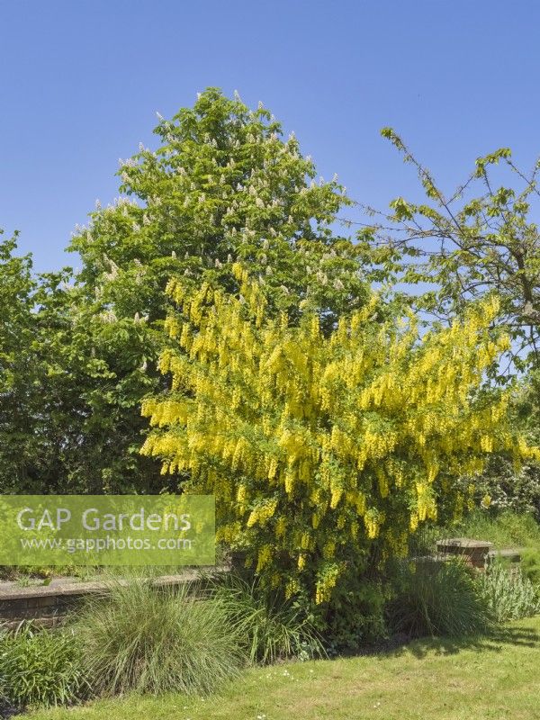 Laburnum anagyroides - Laburnum tree in front garden