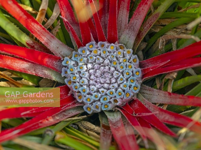 Fascicularia Bicolour flowering mid September Autumn