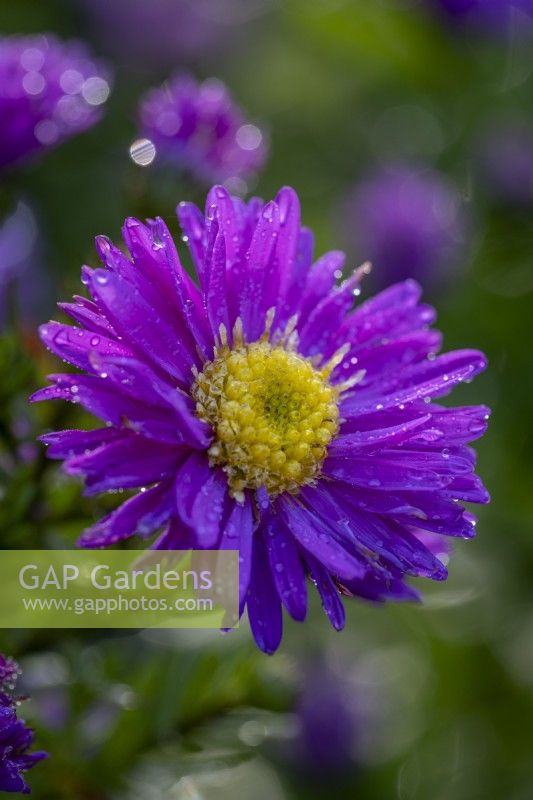 Symphyotrichum novi-belgii 'Terry's Pride'