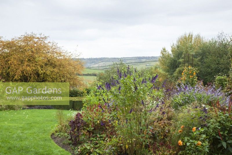 Mixed border containing Salvia 'Amistad', Salvia 'Phyllis' Fancy' and Dahlia 'Shep's Memory' with Malus transitoria tree and view of the countryside in the distance.