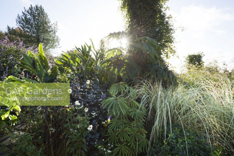 Mixed border with Dahlia 'Twynings After Eight', Begonia luxurians and Cortaderia 'Silver Comet' with the sun shining through Tetrapanax 'Rex' and a Clematis tower.