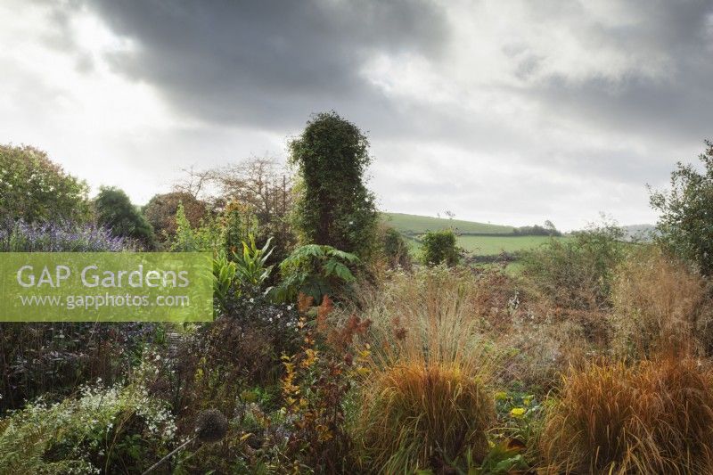 Mixed border with Clematis tower and view of the countryside. Molinia caerulea subsp. arundinacea in autumn colour.