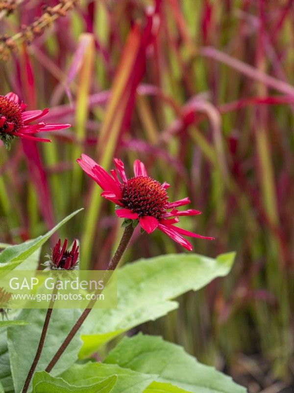 Salsa Red Coneflower
Echinacea 'Balsomsed' growing with Imperata cylindrica