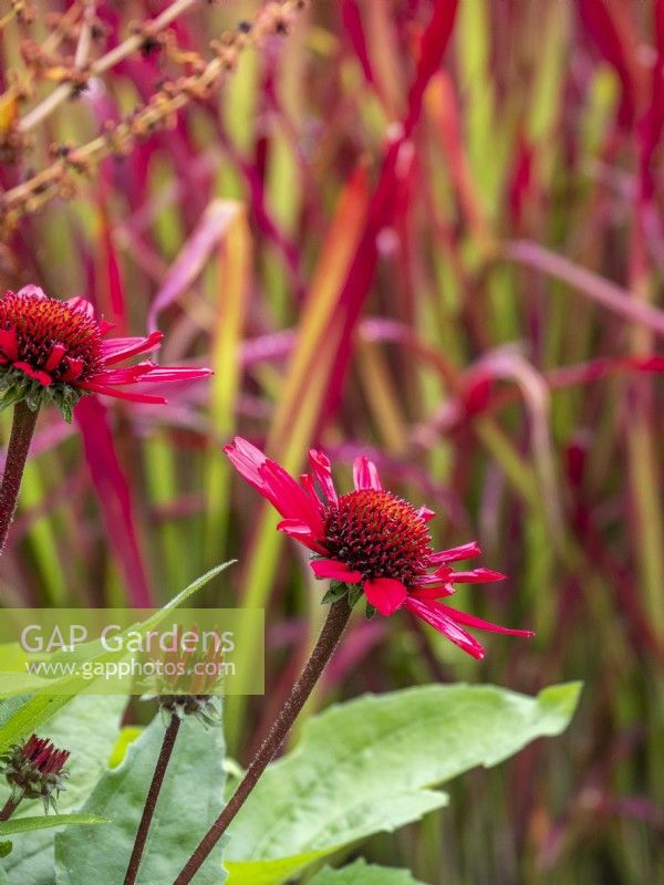 Salsa Red Coneflower
Echinacea 'Balsomsed' growing with Imperata cylindrica