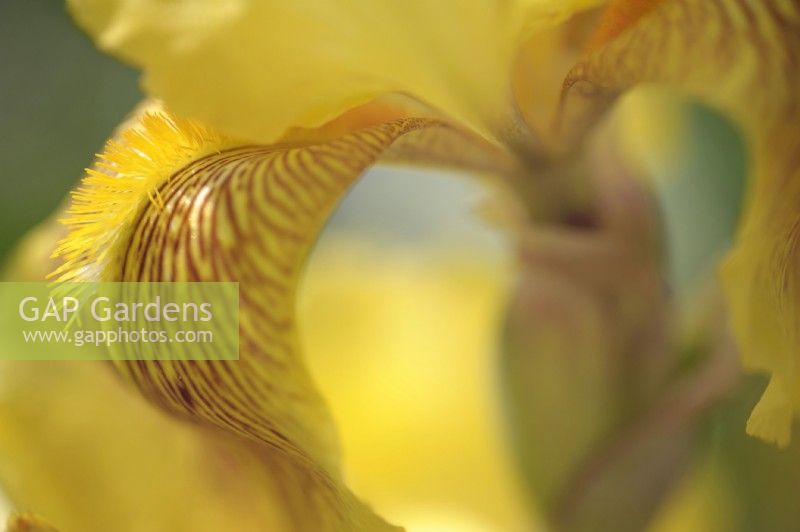 Tall Bearded Iris 'Sepiagold' flowerhead macro, closeup