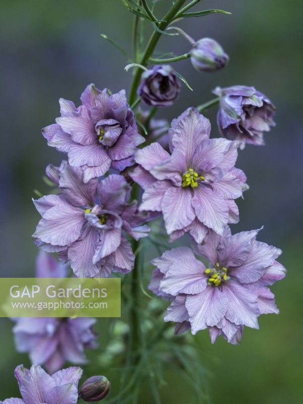 Delphinium consolida 'Misty Lavender' - Larkspur - June