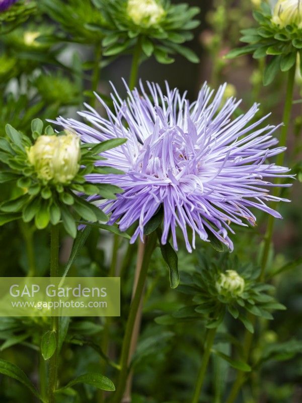 Callistephus chinensis 'Giant Quilled Silvery Lilac' - Annual Aster - August