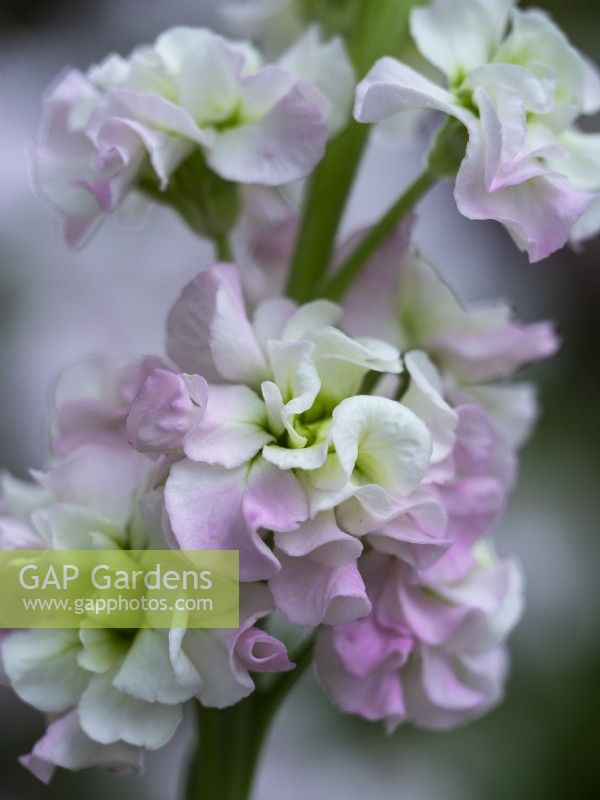 Matthiola incana 'Antique Pink' - Scented Stock - June