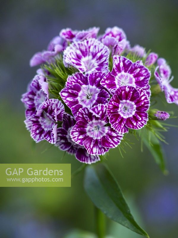 Dianthus barbatus 'Hollandia Purple Crown' - Sweet William - June