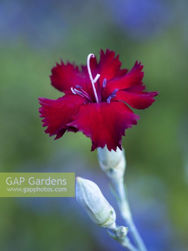 Dianthus caryophyllus 'King of the Blacks' - Carnation - June