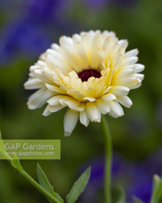 Calendula officinalis 'Snow Princess' - English Marigold - July