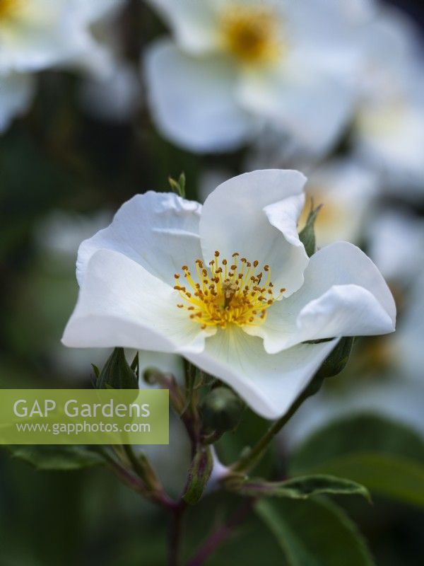 Rosa 'Kew Gardens' - English Shrub Rose - June