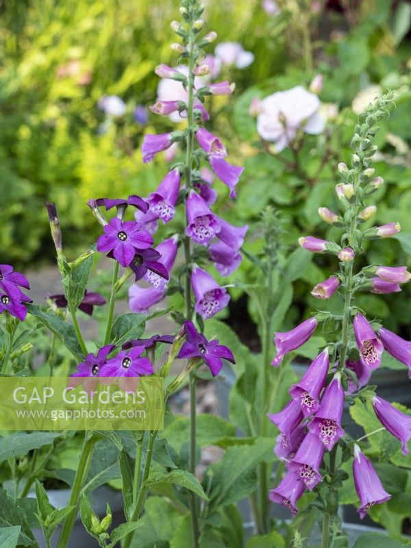 Digitalis purpurea 'Foxy' with Nicotiana x sanderae 'Perfume Deep Purple' - Foxgloves with Tobacco Plant - June
