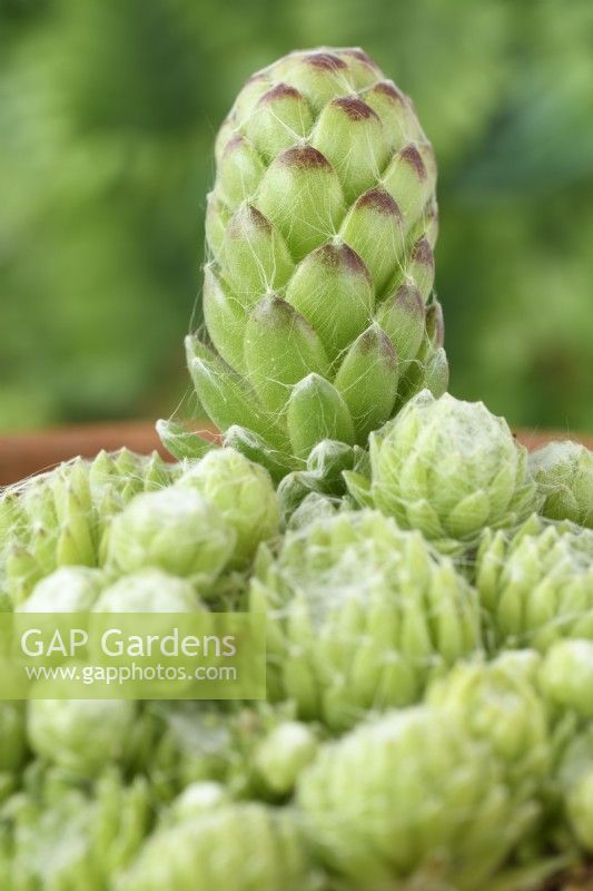 Sempervivum arachnoideum  Cobweb houseleek flower stalk growing in terracotta pot  May
