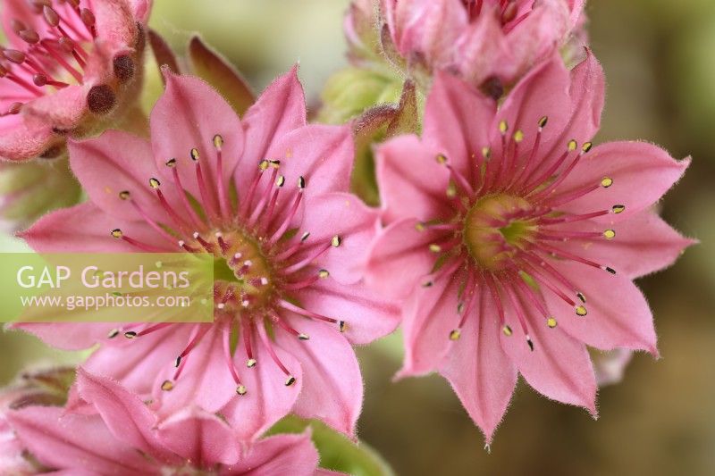 Sempervivum arachnoideum  Cobweb houseleek flowers on flower stalk  June